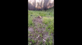 Playful Piggy Thinks He's a Dog
