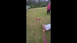 Bull Terrier Spin Zoomies