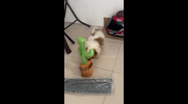 Cute Puppy Encounters Dancing Cactus