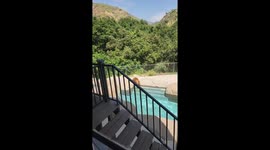 Bear Takes a Swim in Backyard Pool
