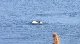 Incredible moment shepherd dog rescues drowning lamb from river in China