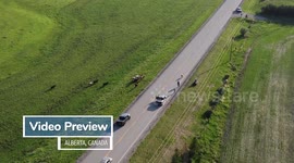 Cow Creates Chaos with a Wild Run Through Major Road