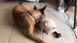 Most adorable dogs malinois and pomeray