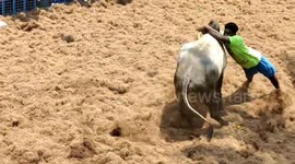All the injuries and close calls from traditional bull-taming event held in south India