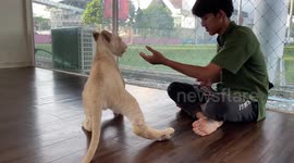 Cafe has a pet lion cub to attract customers in Thailand