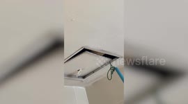 Large Godzilla-like monitor lizard crashes through student's bathroom