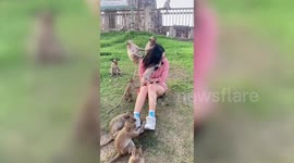 Curious monkeys disturb woman while she takes selfies outside medieval temple