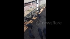 Piglets Rush to Zoo Workers When She Calls Them in Grodno, Belarus