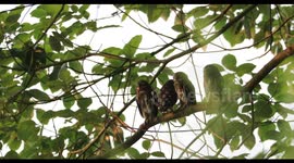 Asian Barred Owlets in Nature Reserve in Chongqing, China