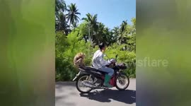 Coconut-picking monkeys ride motorcycles with farmers on way to work in Thailand