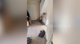 Pet cat catches mouse scurrying through home in Chile
