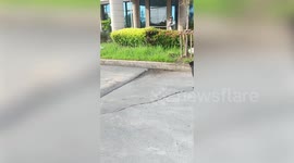 Security guard chases away monitor lizard that tried to enter factory