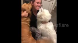 MEET THE animal-loving student who has adopted three slaughterhouse survivor dogs that look UNRECOGNISABLE since being rescued and now she wants to raise awareness of the horrors of the dog meat trade and the importance of adopting pets instead of buying