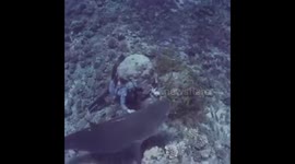 STUNNING images and video have revealed the shark whisperer who redirects huge tiger sharks with just his hands.