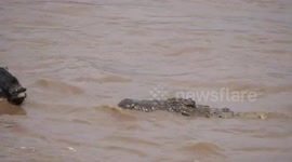 HEART-STOPPING footage captures a terrified wildebeest cheating death by escaping the snapping jaws of a man-eating crocodile by just a matter of INCHES.