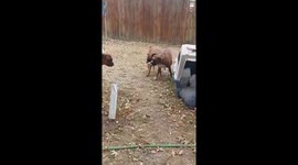 Boxer Pees on Feline Friend