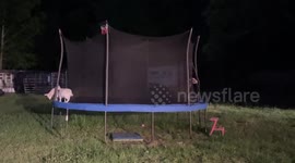 Goats Jump From Trampoline