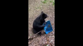 Adolescent Bear Doesn't Wanna Share Shovel