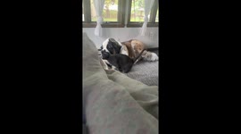 Kate the Saint Bernard is Slightly Annoyed by Affectionate Cat