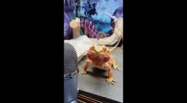 Ever watched bearded dragon ASMR? Listen to this lizard chomp on insects