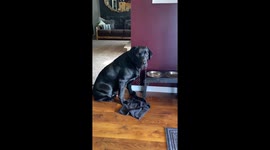 Drooling Lab Makes a Mess at Water Bowl