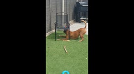 The Chair Has Stolen My Ball