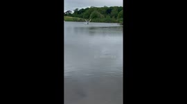 Swan Comes in for a Graceful Landing