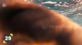 Craziest Shark Encounters Caught on Camera