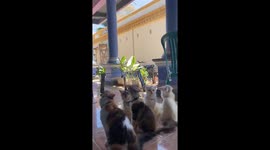 Feline freedom fiesta: cats compete in treat-licking contest to celebrate Indonesia's Independence Day