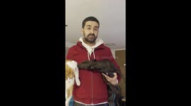 Dog Persists to Pester Cat