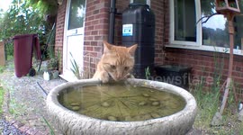 Cat Drinks From Birdbath