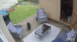 Bunny Bullies Poor Puppy