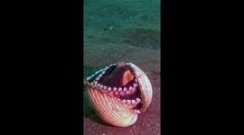 Octopus Lays Eggs Inside Seashell