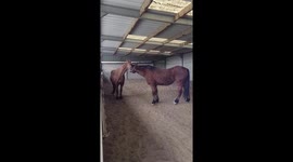 Horses Give Each Other Kisses