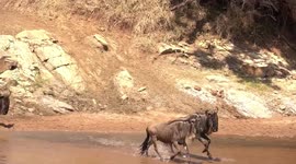 Desperate zebra mum kicks and bites leopard to try and save baby