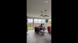 German Shepherd loses her mind with excitement over finally meeting her newborn human bro