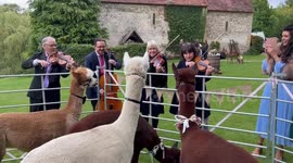 Farm offers alpaca WEDDINGS where the animals don bow ties while they mingle with guests