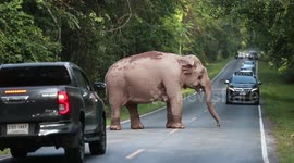 Wild elephant holds up cars on rural road in Thailand