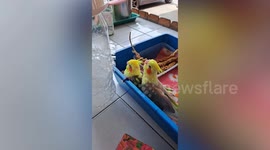 Pair of pampered parrots relax beside DIY aircooler on hot day