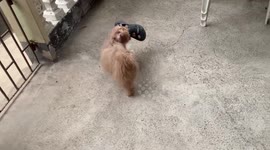 Naughty pet Shih Tzu dog escapes with his owner’s slippers and hides under table