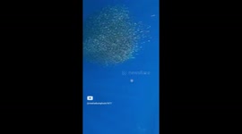 THESE STUNNING images from November 29 have captured a hungry shark going through and for a ball of small fish looking to feed itself a hearty meal.