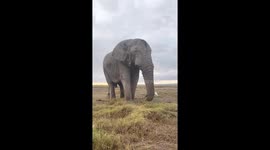 CAPTIVATING images and footage show giant elephant Equinox who somehow survives in the bush despite wildlife experts believing that he lost his tusks in an epic battle.