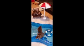 ADORABLE footage shows the cutest pet mouse Mr Jingles enjoying his summertime in the pool and on a beach chair are sure to put you in the mood for sunny cheer.