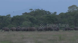 elephants came to kalawewa lake after long time. good time to see tuskers in sri lanka.