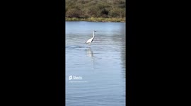 A STUNNING VIDEO of a hippo giving a ride to a heron like it is walking on water has been recorded at the Kruger National Park, South Africa.