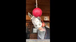Horse Tries to Eat Apple