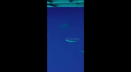 A FEARLESS British photographer enjoys getting close and personal with GREAT WHITE SHARKS – and now wants YOU to do the same.