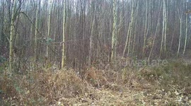 Special bridges due to be built over woodland paths allowing wild bison to roam their natural habitat
