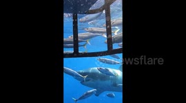 AMAZING pictures of sharks underwater will give you a new appreciation for the toothy species.