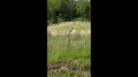 Snake Has a Shocking Encounter With an Electric Fence